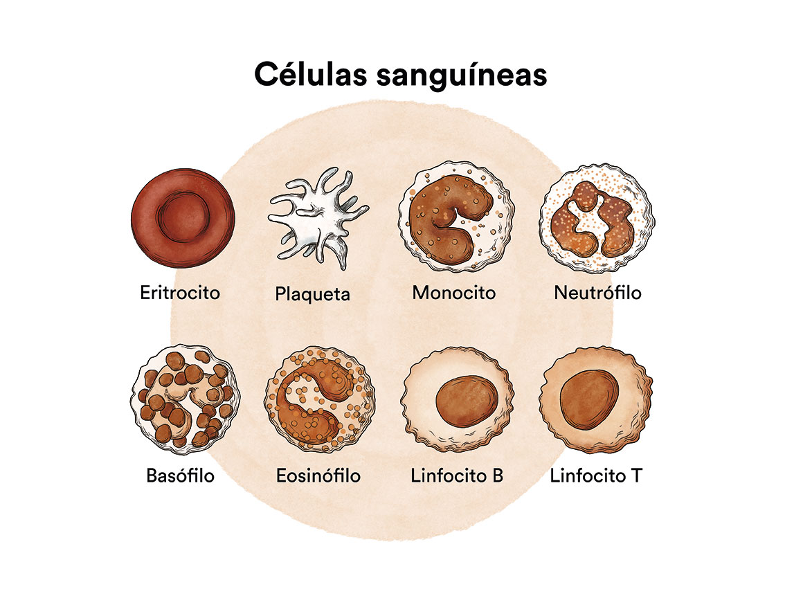 Células sanguíneas